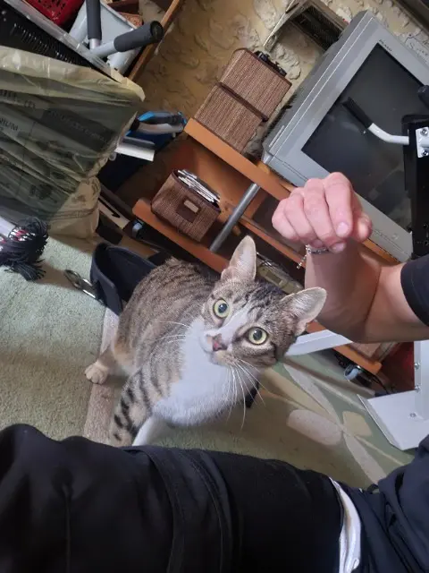 chatte lost   16300 Angeduc Mimie