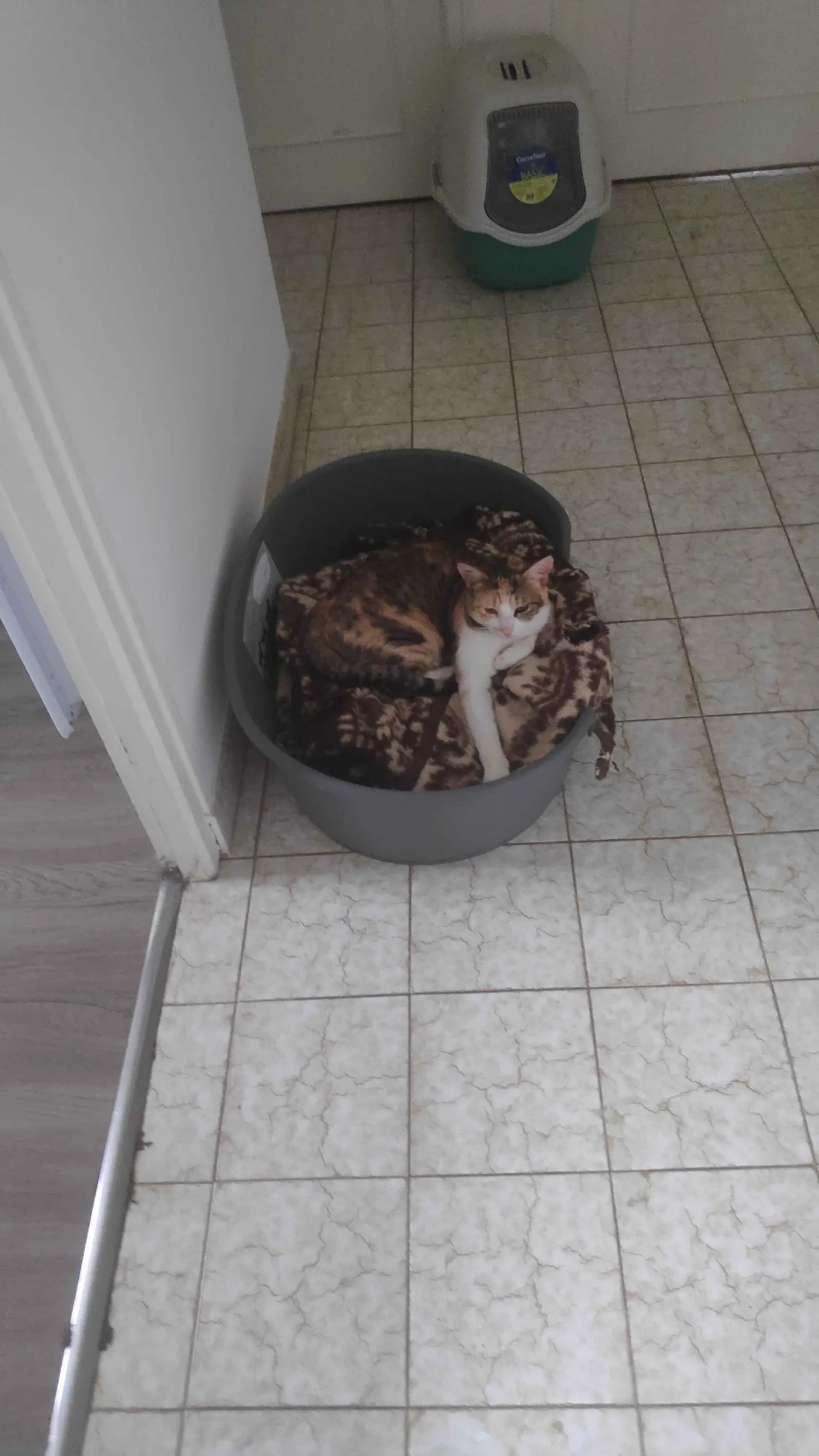 Chatte Perdue 16 Charente - Nagini Chatte Perdue 16 Charente - Nagini