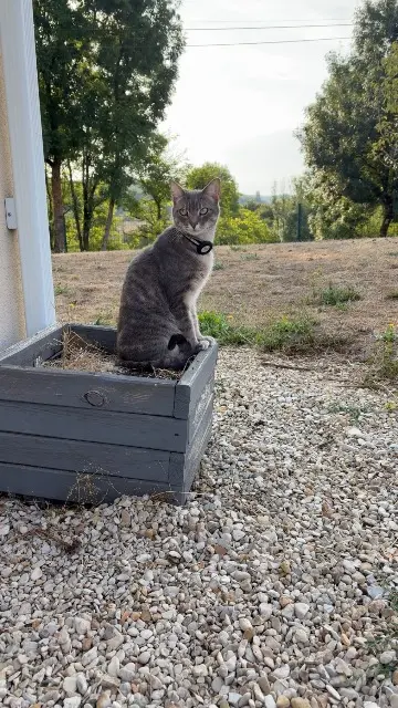 chatte lost   16410 Torsac Neptune