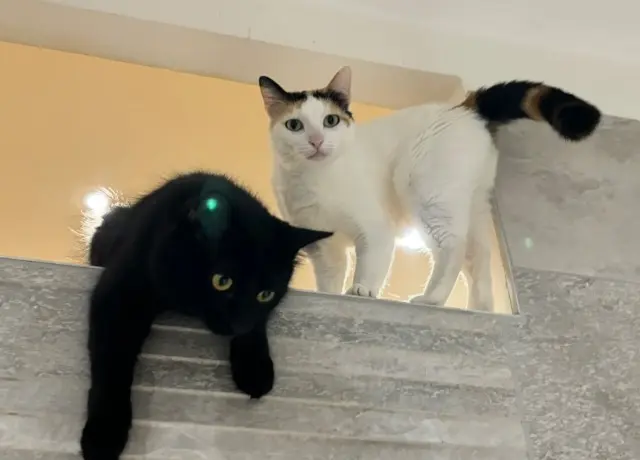 chatte lost   16000 Angoulême Neve