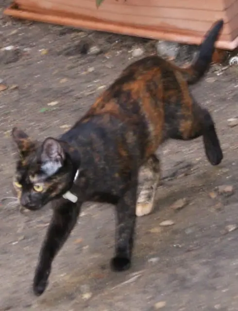 chatte lost   16400 La Couronne Noucha