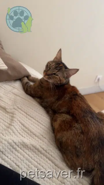 chatte lost 16380 Chazelles Olympe