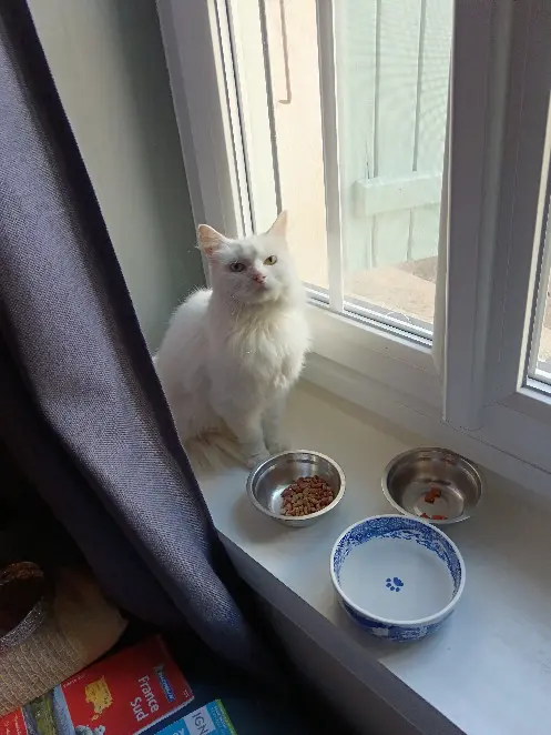 Chatte Perdue 16 Charente - Pasha Chatte Perdue 16 Charente - Pasha