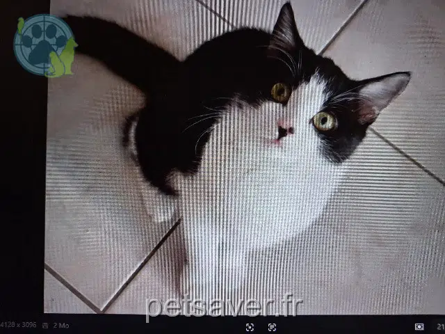 gatta lost   16110 Bunzac Pearl