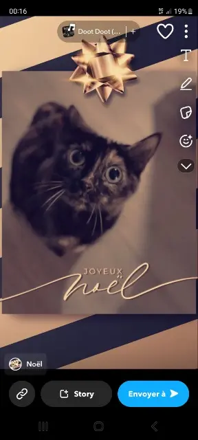 chatte lost   16000 Angoulême Pepette