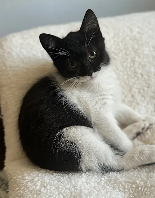 chatte lost    Baignes-Sainte-Radegonde Perla