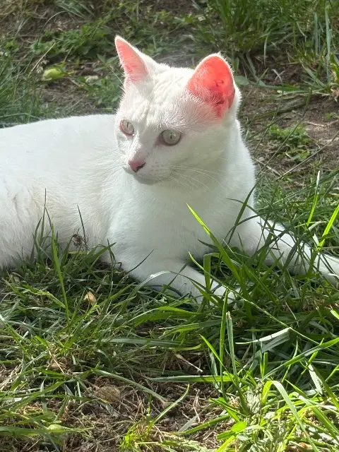 chatte lost   16200 Chassors Perle