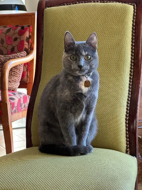 chatte perdue 16410 Fouquebrune Pipa chatte lost 16410 Fouquebrune Pipa