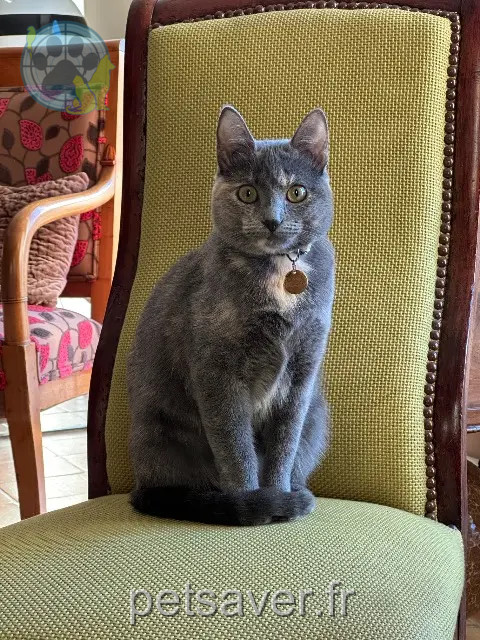 Katze vermisst 16410 Fouquebrune Pipa Katze lost 16410 Fouquebrune Pipa