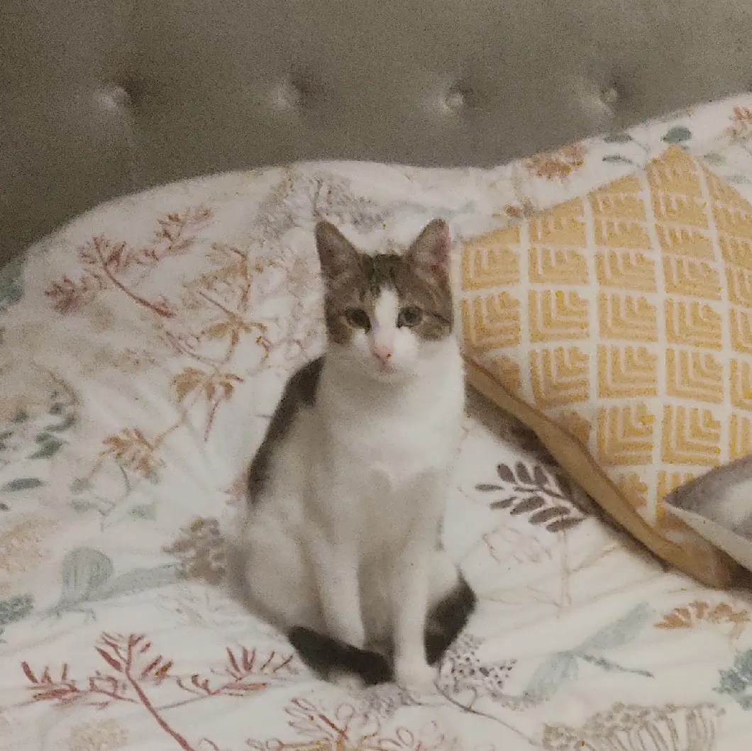 Chatte Perdue 16 Charente - Plume Chatte Perdue 16 Charente - Plume