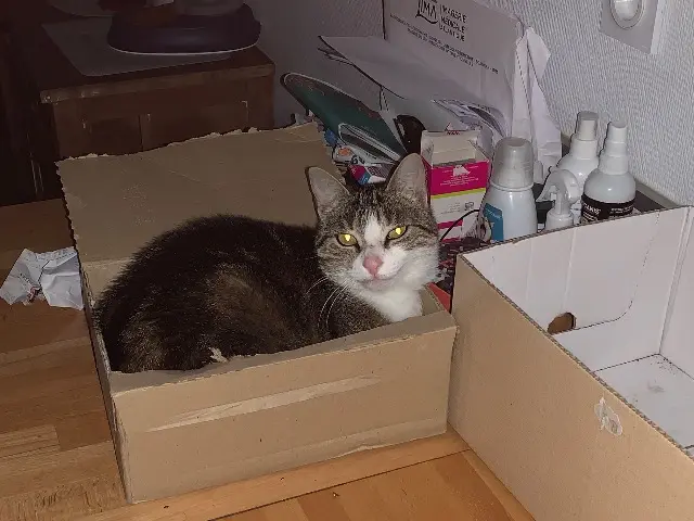 chatte lost   16100 Javrezac Pupuce