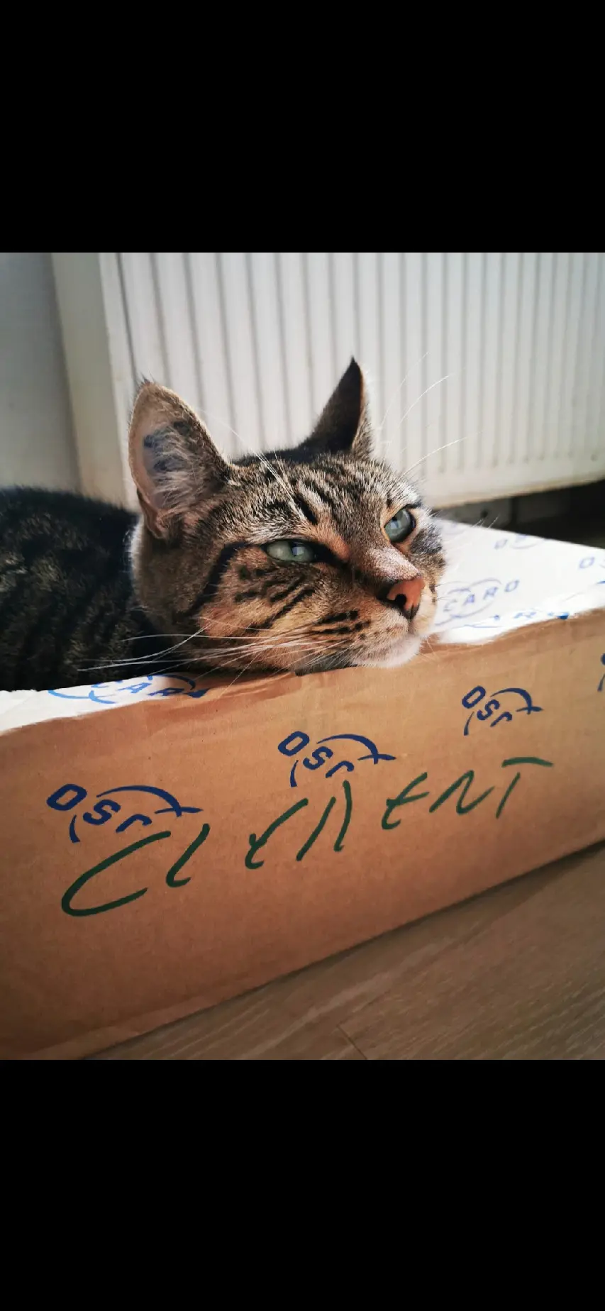 Chatte Perdue 16 Charente - Robine Chatte Perdue 16 Charente - Robine