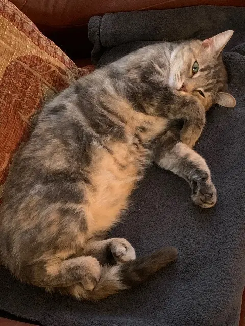 chatte lost   16570 Saint-Genis-d'Hiersac Rosie