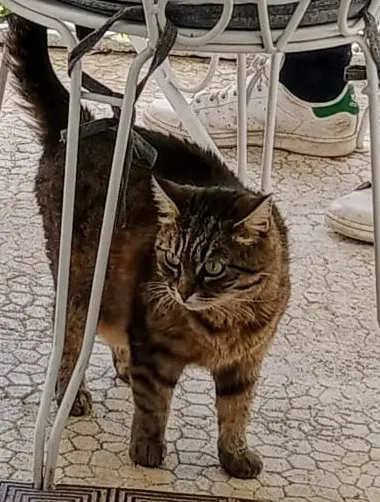 chatte lost   16000 Angoulême Rosie