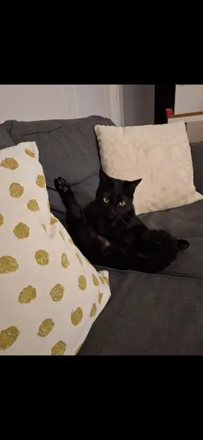 chatte lost   16000 Angoulême Rosie