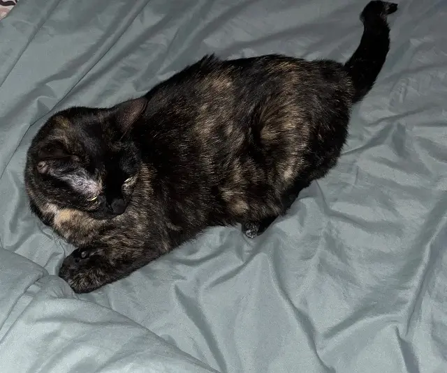 chatte lost   16460 Aunac-sur-Charente Réglisse