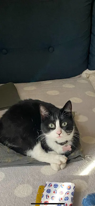 Chatte Perdue 16 Charente Chatte Perdue 16 Charente