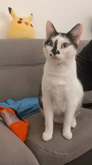 chatte lost   16120 Châteauneuf-sur-Charente Saya
