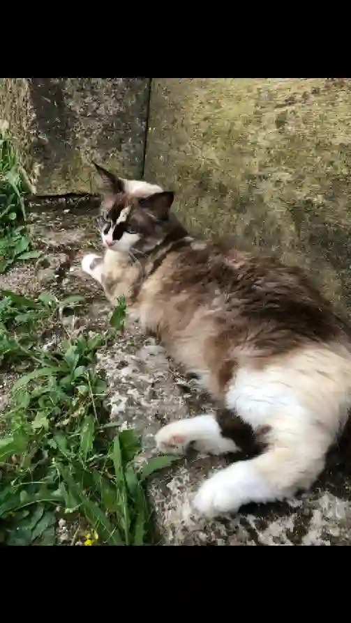 Chatte Perdue 16 Charente - Suka Chatte Perdue 16 Charente - Suka