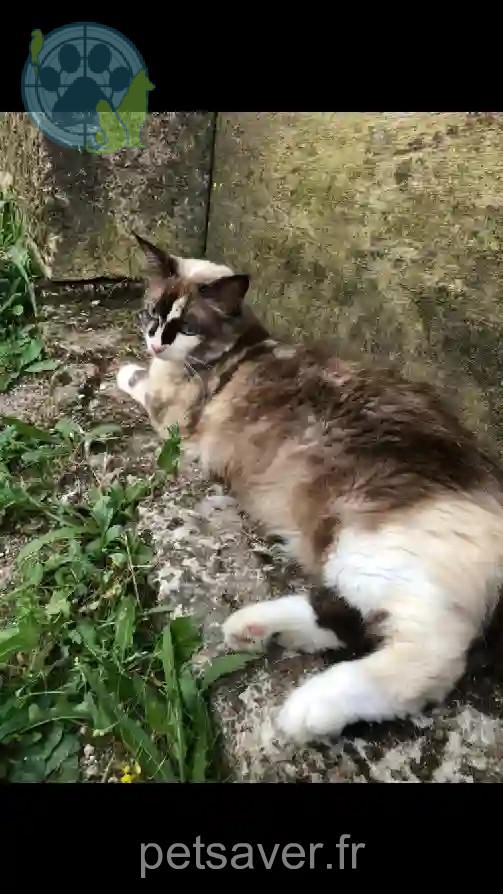 Chatte Perdue 16 Charente - Suka Chatte Perdue 16 Charente - Suka