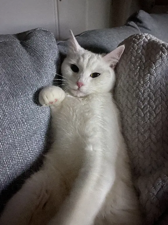 Chatte Perdue 16 Charente - Sully Chatte Perdue 16 Charente - Sully