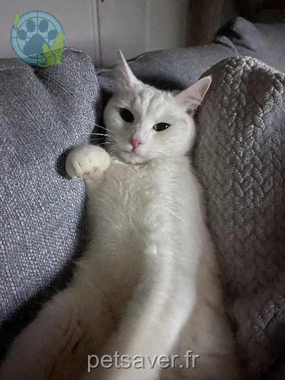 Chatte Perdue 16 Charente - Sully Chatte Perdue 16 Charente - Sully