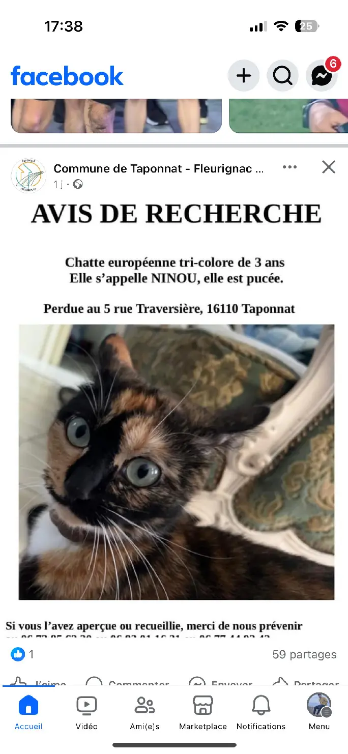Chatte Perdue 16 Charente Taponnat-Fleurignac - Ninou Chatte Perdue 16 Charente Taponnat-Fleurignac - Ninou