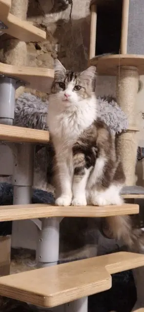 chatte lost   16310 Mouzon Tara