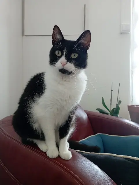 chatte lost   16100 Châteaubernard Taya