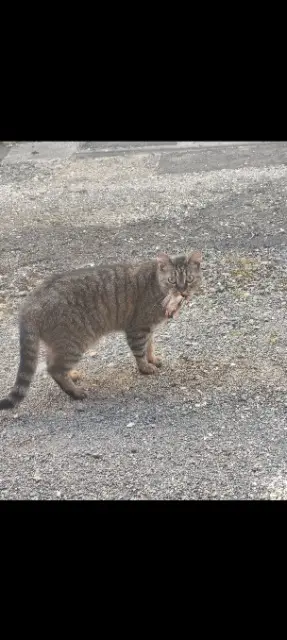 chatte lost   16270 Terres-de-Haute-Charente Grisette