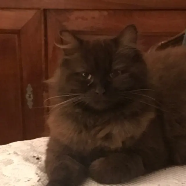 chatte lost   16270 Terres-de-Haute-Charente Tya