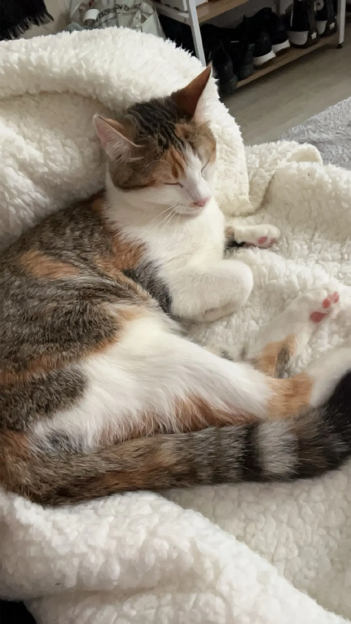 Chatte Perdue 16 Charente - Tia Chatte Perdue 16 Charente - Tia