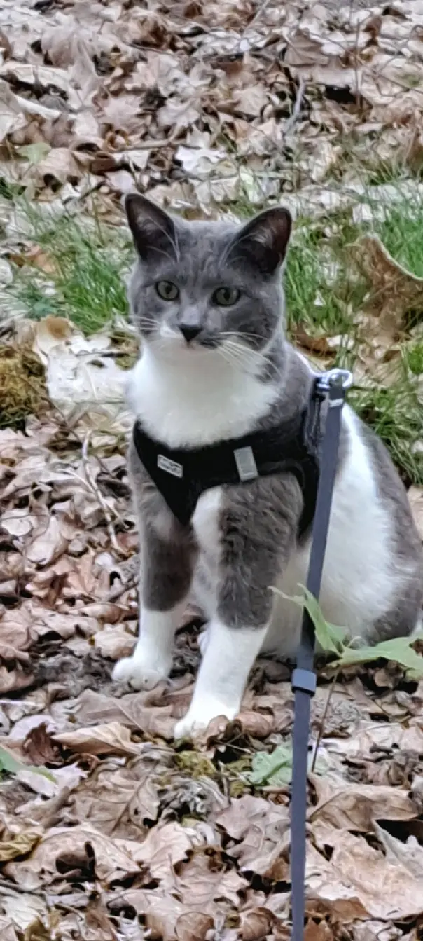 Chatte Perdue 16 Charente Chatte Perdue 16 Charente