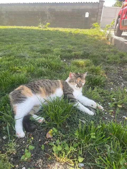 chatte lost   16250 Val-des-Vignes Mia