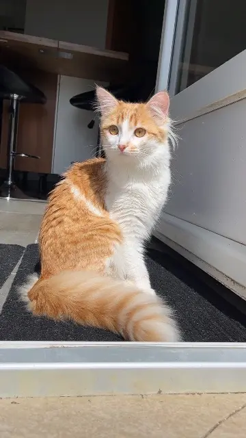 chatte lost   16210 Médillac Vanille