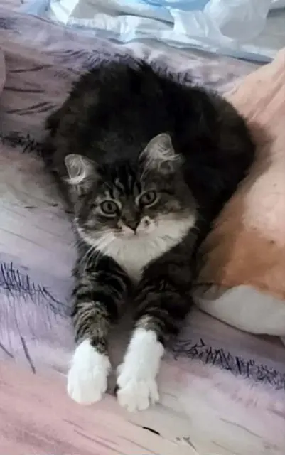 chatte lost   16240 Villefagnan Vanille