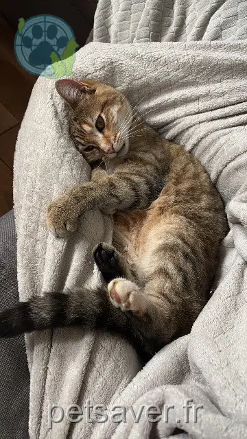 chatte lost   16000 Angoulême Vanille