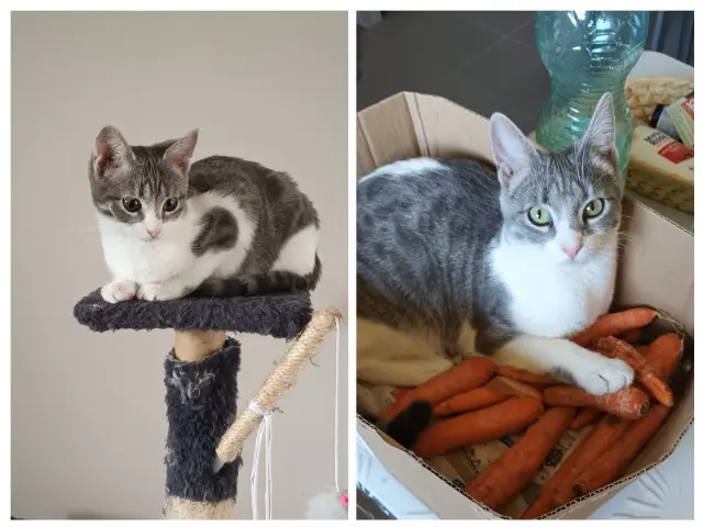 chatte lost   16340 L'Isle-d'Espagnac Vénus