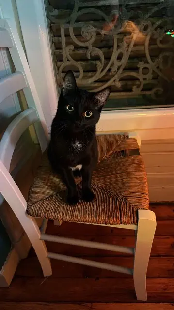 chatte lost   16100 Cognac Willow