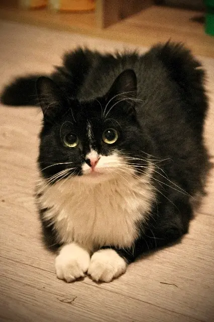 chatte lost   16000 Angoulême Zafira