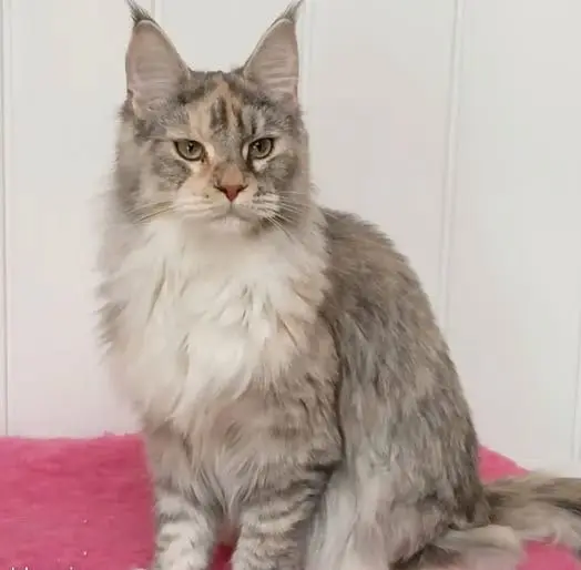 chatte lost   16130 Gimeux Zaz