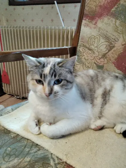 Chatte Perdue 16 Charente Chatte Perdue 16 Charente