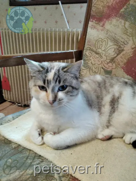 Chatte Perdue 16 Charente Chatte Perdue 16 Charente