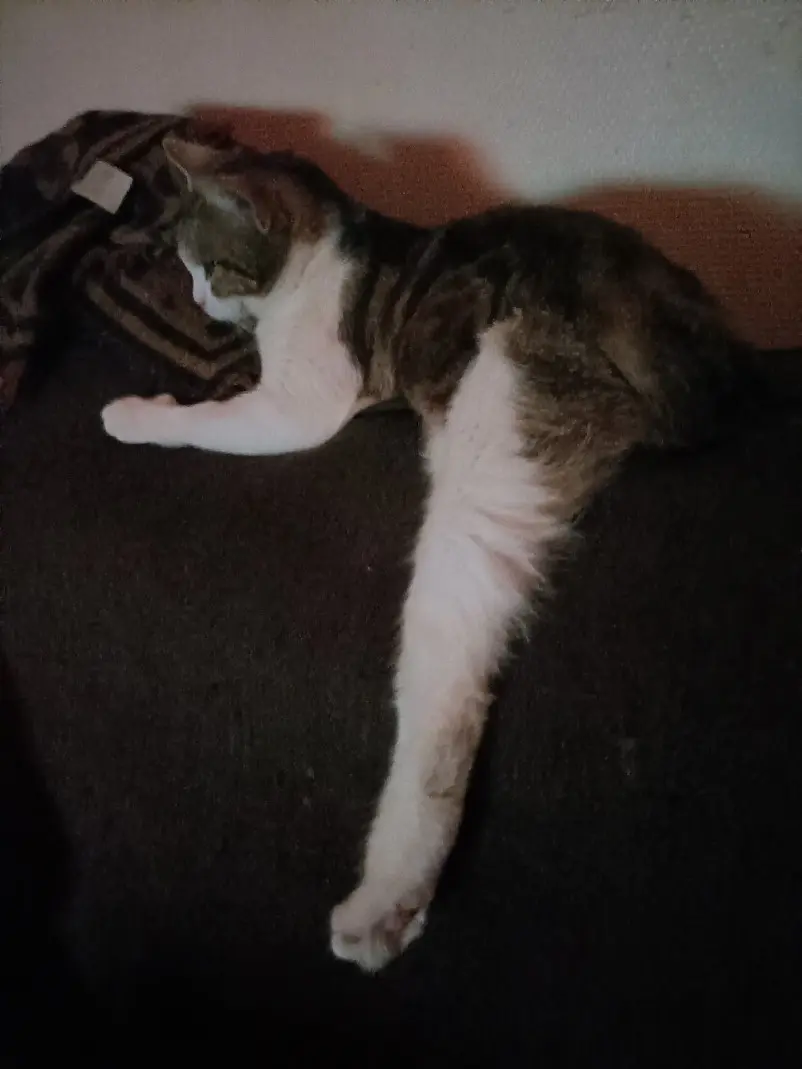 Chatte Perdue 17 Charente-Maritime Chatte Perdue 17 Charente-Maritime