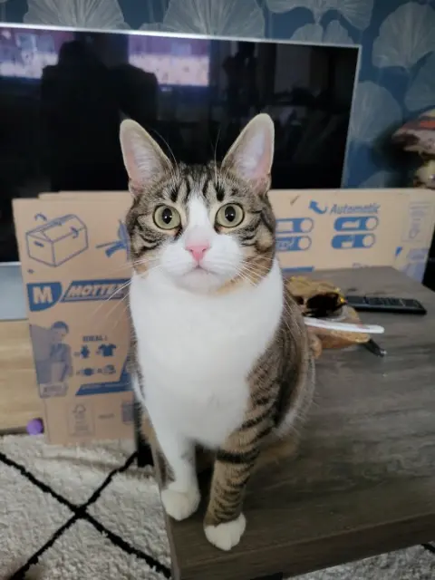 chatte lost   17100 Saintes Angie