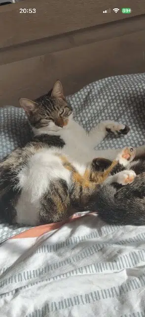 chatte lost   17430 Tonnay-Charente Athena