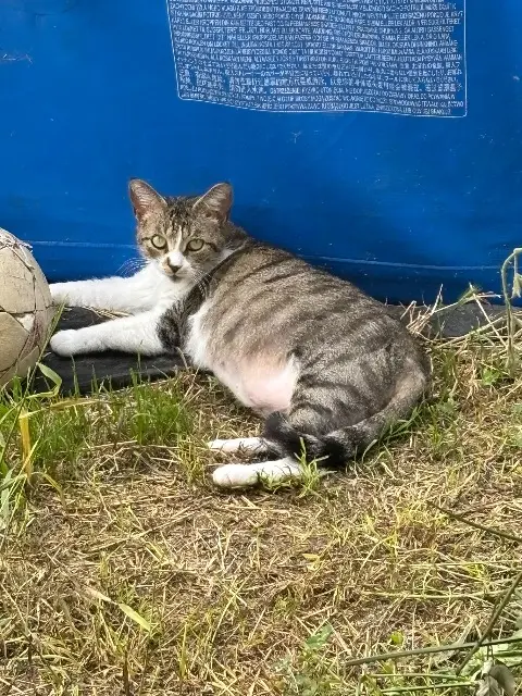 chatte lost   17137 Nieul-sur-Mer Athena