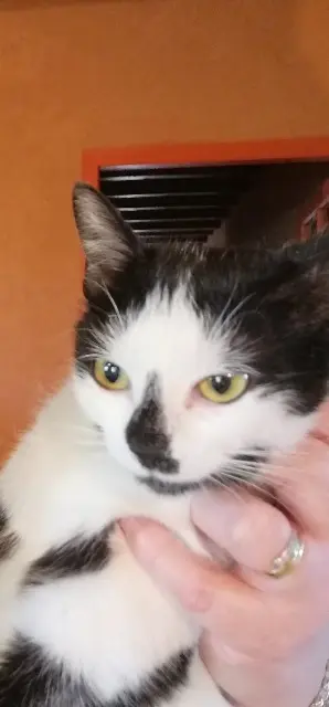 chatte lost   17770 Authon-Ébéon Bijou