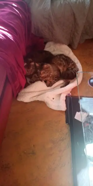 chatte lost   17290 Virson Bianca