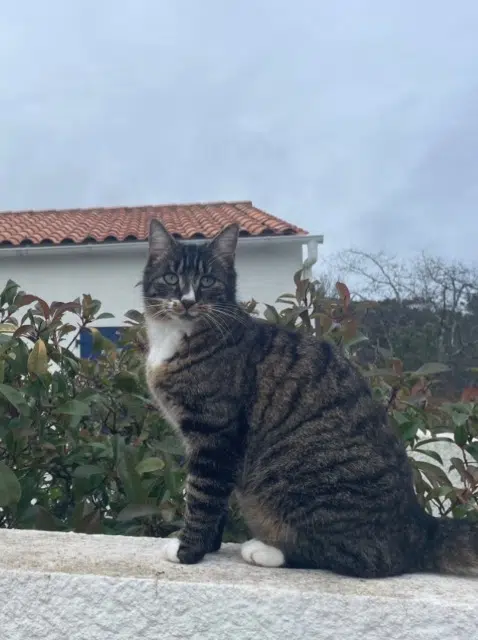 chatte lost   17570 Les Mathes Bibou